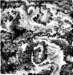 dragonseed_small.jpg