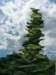 greenfinialkenpalmerglasgowartist_small.jpg