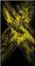 yelloworganism_small.jpg
