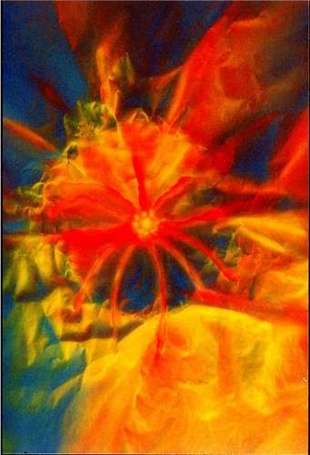 dangerousflower100x150cmacryliconacetate.jpg