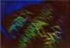 buddingtime45x80cmacryliconcanvas_small.jpg