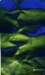 greenfloaters8x12cmacryliconcanvas_small.jpg