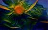 newseedsa6acryliconpaper_small.jpg