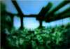 ecovergrownia2wcolouronpaper_small.jpg