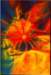dangerousflower100x150cmacryliconacetate_small.jpg