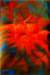 dangerousflowerii100x150cmacryliconacetate_small.jpg