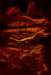 lyrea4acryliconpaper_small.jpg