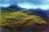 muirlanda5acryliconpaper_small.jpg